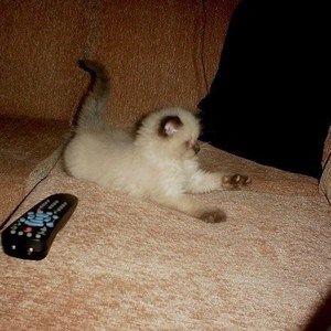 Meet your Posher, Sandra